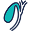 Gallbladder Cancer