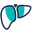 Liver Cancer